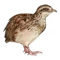 Animals Babies Names and Their Homes Names |Quail Chick in English