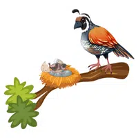 Quail Coop in English