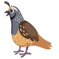 Animals Babies Names and Their Homes Names |Quail in English