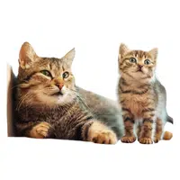 Animals and Their Babies Names |Queen _ Kitten in English