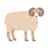 Ram in English