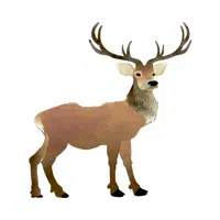Reindeer in English