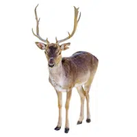 Reindeer in English