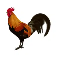 Farm Animals Names | Rooster in English