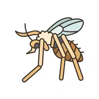 Sandfly | Insects Names in English