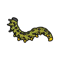 Sawfly Insect Name in English