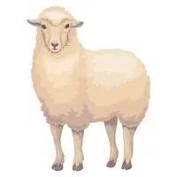 Farm Animals Names | Sheep in English