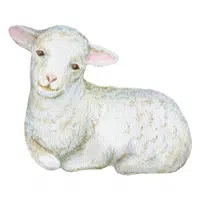 Animals Babies Names and Their Homes Names |Sheep lamb in English