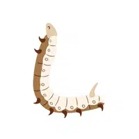 Silkworm | Insects Names in English