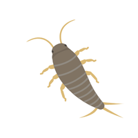 Silverfish Insect Name in English