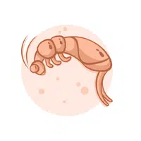 Springtail Insect Name in English