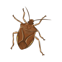 Stink bug Insect Name in English