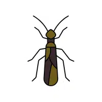 Stonefly Insect Name in English