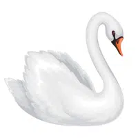 Farm Animals Names | Swan in English