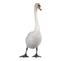 Swan in English