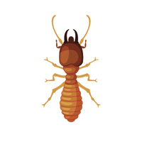 Termite Insect Name in English