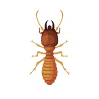 Termite Insect Name in English