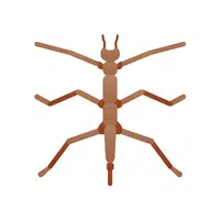 Thrips Insect Name in English