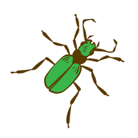 Tiger beetle Insect Name in English