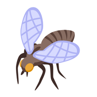 Tsetse fly Insect Name in English