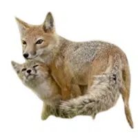 Animals and Their Babies Names |Vixen _ Kit in English