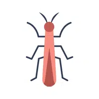 Stick Insect Name in English