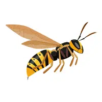 Wasps Insect Name in English