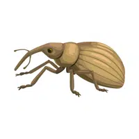 Weevil Insect Name in English