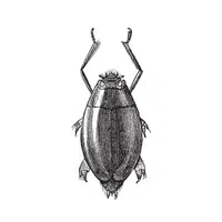 Whirligig beetle Insect Name in English