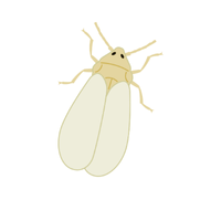 Whitefly Insect Name in English