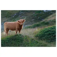 Animals Babies Names and Their Homes Names |Yak barn in English