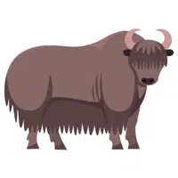 Animals Babies Names and Their Homes Names |Yak in English