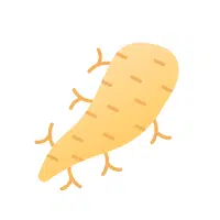 Arrowroot | Yellow Vegetables Names in English