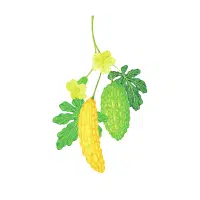 Yellow Bitter Melon Vegetable Name in English