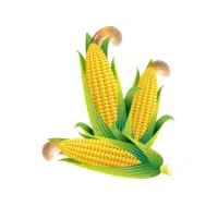 Sweet Corn | Yellow Vegetables Names in English