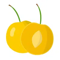 Yellow Cherry in English
