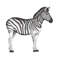 Farm Animals Names | Zebra in English