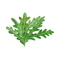 Arugula Vegetable Name in English
