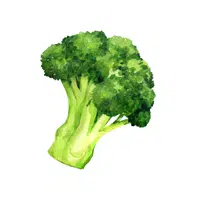 Broccoli Vegetable Name in English