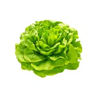 Butter Lettuce Vegetable Name in English