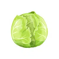 Cabbage Vegetable Name in English