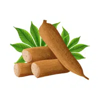Cassava Vegetable Name in English