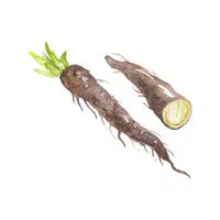 Chicory Vegetable Name in English