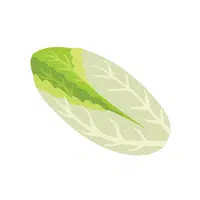 Endive Vegetable Name in English