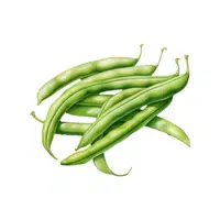 Green Bean | Vegetables Names in English