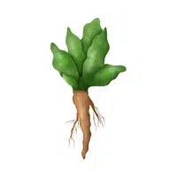 Horseradish | Vegetables Names in English