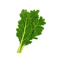 Kale | Vegetables Names in English