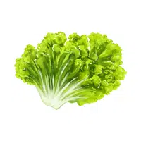 Lettuce | Vegetables Names in English