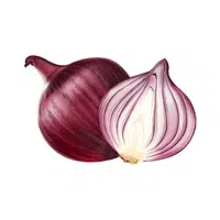 Onion | Vegetables Names in English