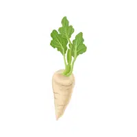 Parsnip | Vegetables Names in English